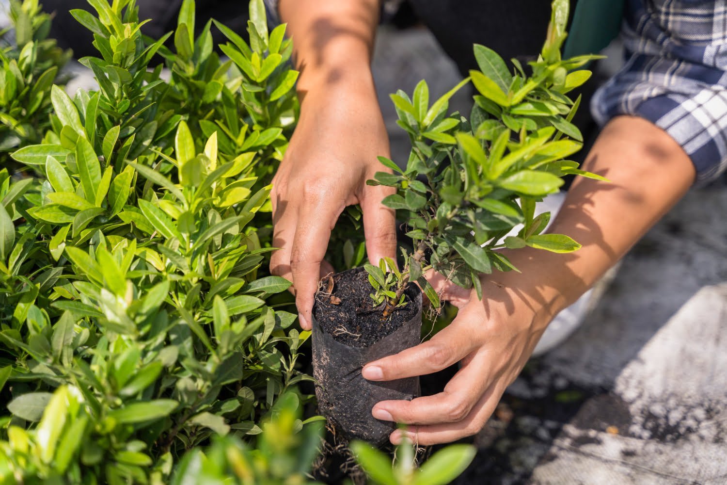 Maladies courantes des plantes de jardin prévention et traitement Millastuces