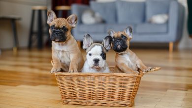 Combien coûte un chien