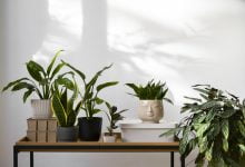 plantes d'intérieur