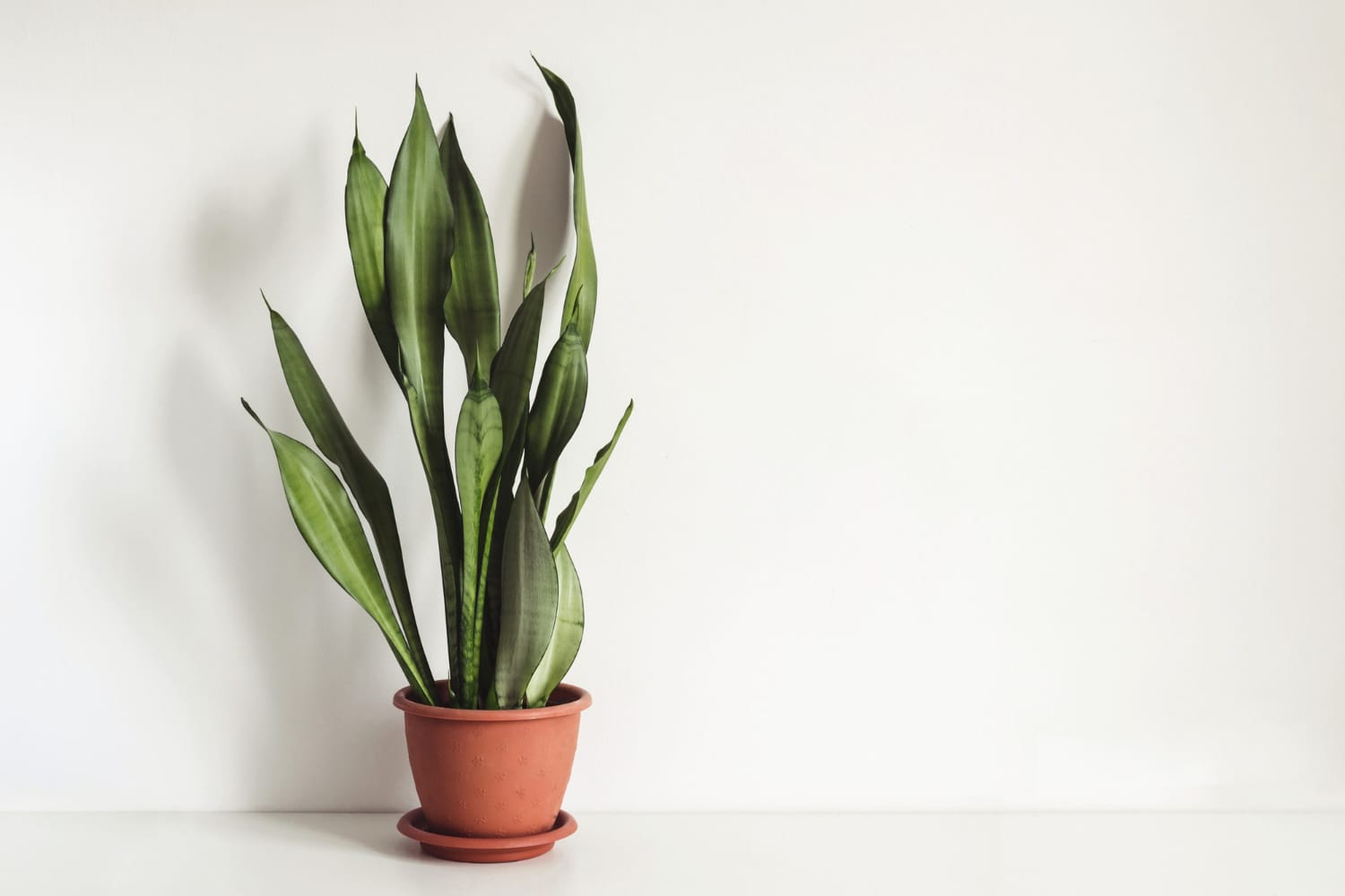 Sansevieria